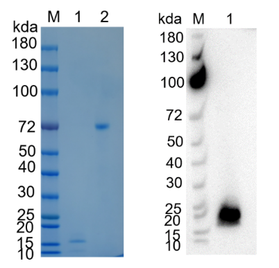 Reducing 12% SDS-PAGE (CBB stained) and WB (Anti-His Mouse Monoclonal antibody) analysis profiles of purified ERMAD.
1. ERMAD 
2. BSA
